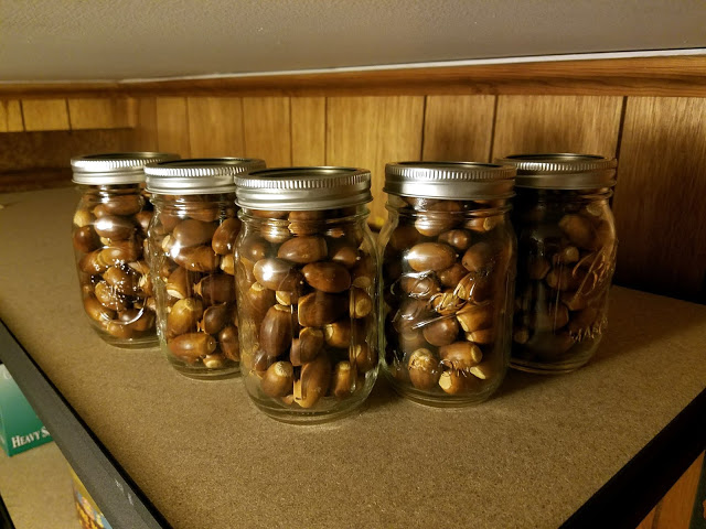 Fermenting acorns in mason jars