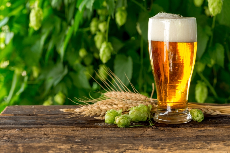 A glass of beer on a wooden table with wheat and hops in the background.